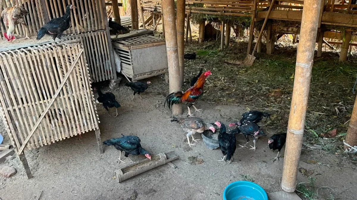Galeri Ternak Kambing 1