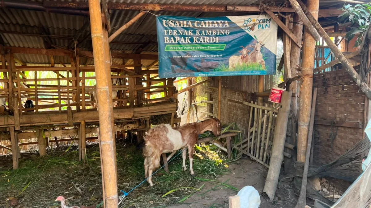 Galeri Ternak Kambing 2
