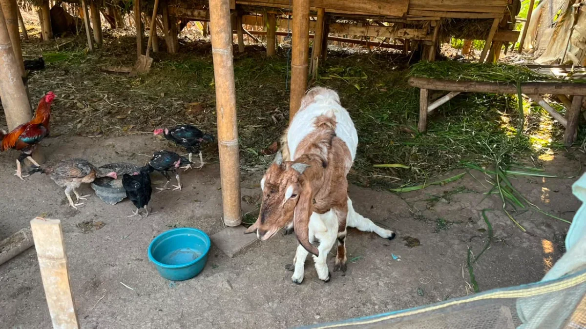 Galeri Ternak Kambing 3
